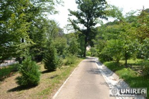 Parcul dendrologic Dr. Ioan Vlad din zona Valea Popii din Alba Iulia 50