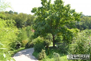 Parcul dendrologic Dr. Ioan Vlad din zona Valea Popii din Alba Iulia 69