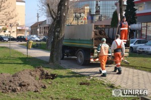 arbori Alba Iulia04