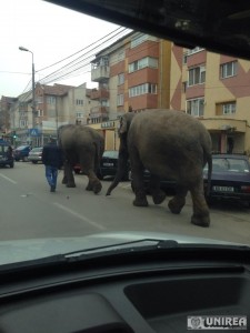 elefanti Alba Iulia02