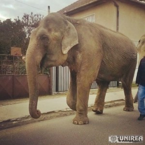 elefanti Alba Iulia04