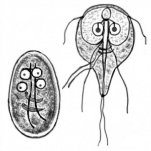 paraziti intestinali