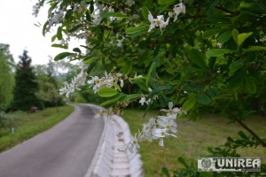 Parcul Dendrologic din Alba Iulia80