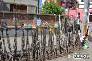 pomi fructiferi piata Alba Iulia01