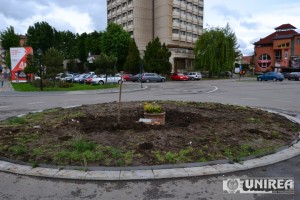 palmier Alba Iulia01