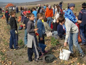 Copii-exploatati-munca-agricultura-16