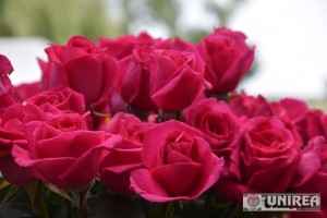 Trandafiri Ciumbrud80