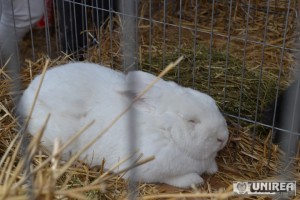 expozanti Targul Apulum Agraria Alba Iulia 2014 (16)