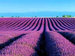 lavanda4