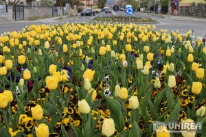 lalele Alba Iulia36