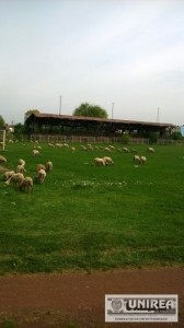 stadion Metalul Aiud1